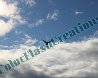 Bird in Flight