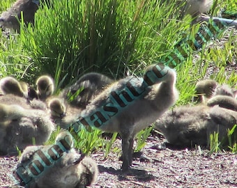 Baby Geese