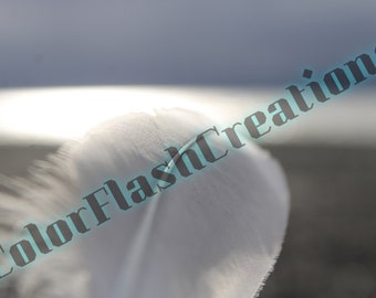 Feather On The Beach