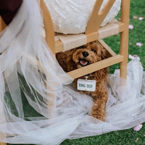 May include: A brown dog with a tag that says "Ring Boy" sits under a wooden chair, surrounded by white tulle. The dog is on a green lawn with scattered pink flower petals.
