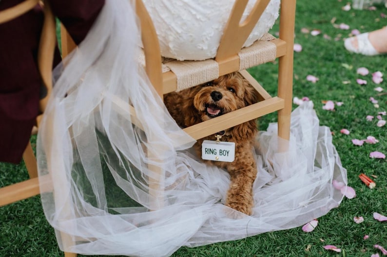 May include: A brown dog with a tag that says "Ring Boy" sits under a wooden chair, surrounded by white tulle. The dog is on a green lawn with scattered pink flower petals.