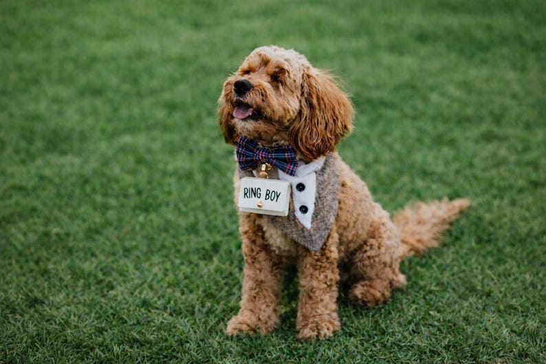 May include: A light brown dog wearing a bow tie, a vest, and a sign that says "RING BOY". The dog is sitting on green grass and appears to be smiling. The bow tie is navy blue and white.