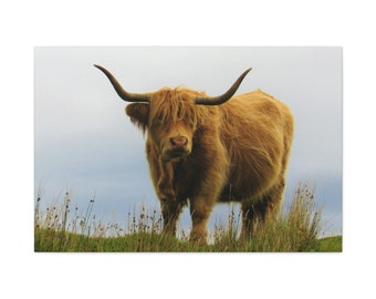 Highland Hairy Cow Hamish Canvas Gallery Wraps Wall Art, assorted sizes