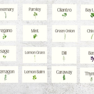 Etichette per spezie da cucina culinarie/Etichette eleganti per erbe aromatiche/Etichette per erbe aromatiche da fattoria/Etichette per erbe aromatiche e spezie da cucina