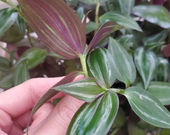 Tradescantia Zebrina "Wandering Dude"