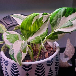 Pothos &#39;N Joy