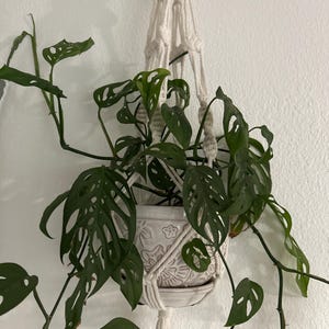 Monstera adansonii (Swiss cheese plant)