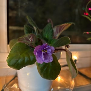 African Violet