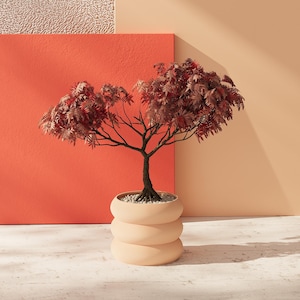May include: A small tree with red leaves in a light orange planter with a textured surface. The tree is in front of a peach coloured wall and a red wall.
