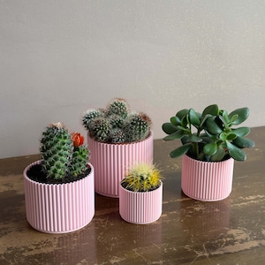 May include: Four pink ribbed pots with different types of succulents. The pots are on a wooden surface.