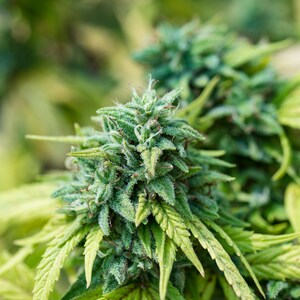 Könnte beinhalten: Nahaufnahme einer Cannabispflanze mit dichten, grünen Knospen, bedeckt mit winzigen, glitzernden Trichomen. Die Blätter sind leuchtend grün mit etwas Vergilbung, was auf Reife hindeutet. Das Bild zeigt die Textur und Struktur der Pflanze.