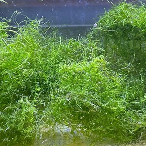 May include: A close-up of a glass tank filled with a large amount of bright green aquatic moss. The moss is densely packed and appears to be growing in a clump.