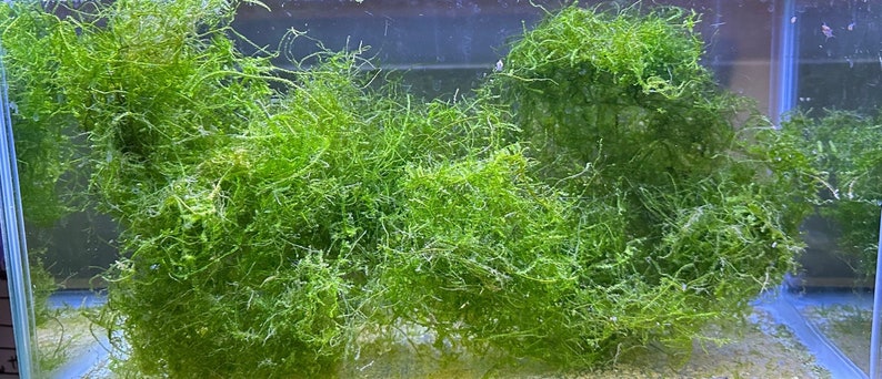 May include: A close-up of a glass tank filled with a large amount of bright green aquatic moss. The moss is densely packed and appears to be growing in a clump.