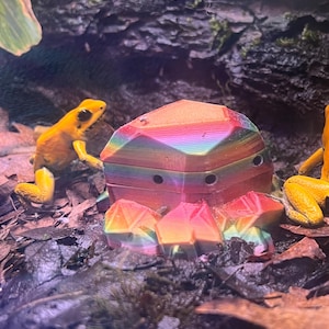 Frog Rock: Fruit Fly Feeding Station for Dart Frogs and Other Small Insect Eating Pets and Animals