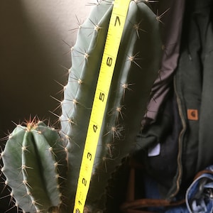 Stenocereus Pruinosus Gray Ghost Organ Pipe Cactus 8 inches fast growing Organ Pipe fruit can be blended and strained to make juice