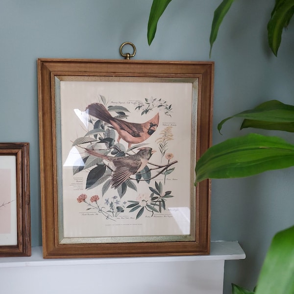 Vintage Framed Cardinal Bird Print Arthur Singer Mid-Century Number 1 in a Series Flora and Fauna plus bonus mini bird frame