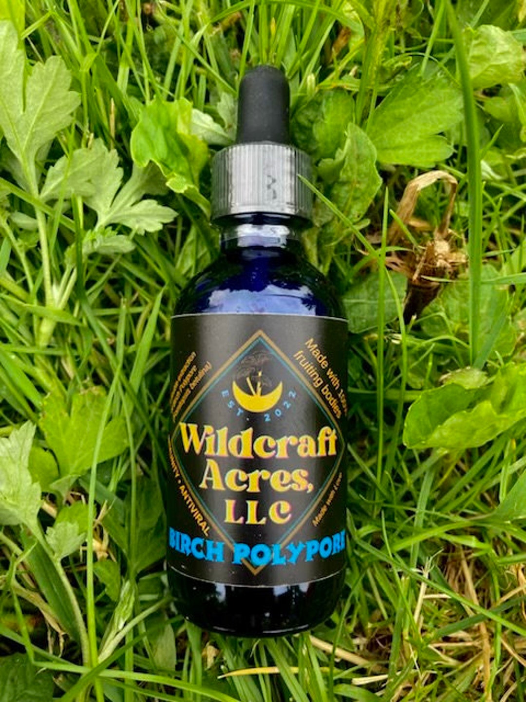 Birch Polypore Tincture Etsy