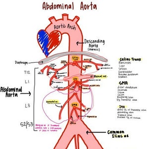 Vascular anatomy