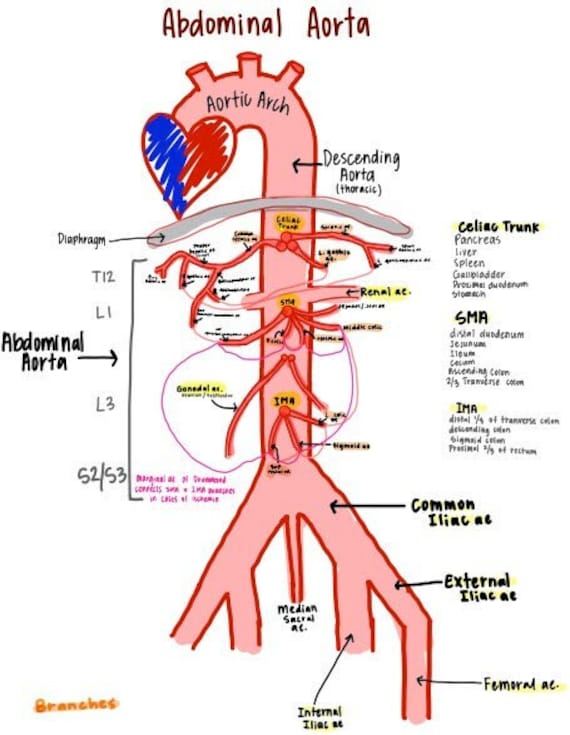 Abdominal Aorta Labelled