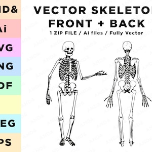 Skelett svg Knochen stücken Knochen Skelett Schnittdatei Skelett Vektordatei digitaler Download Skelett knochen svg diy Skelett svg knochen biologie