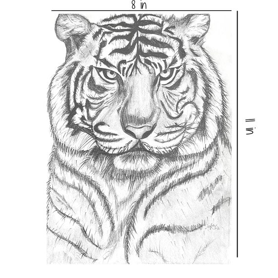 pencil drawings of tigers