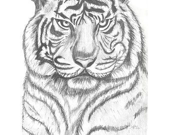 How to draw Tiger Step by step  Tiger Pencil Drawing  YouTube