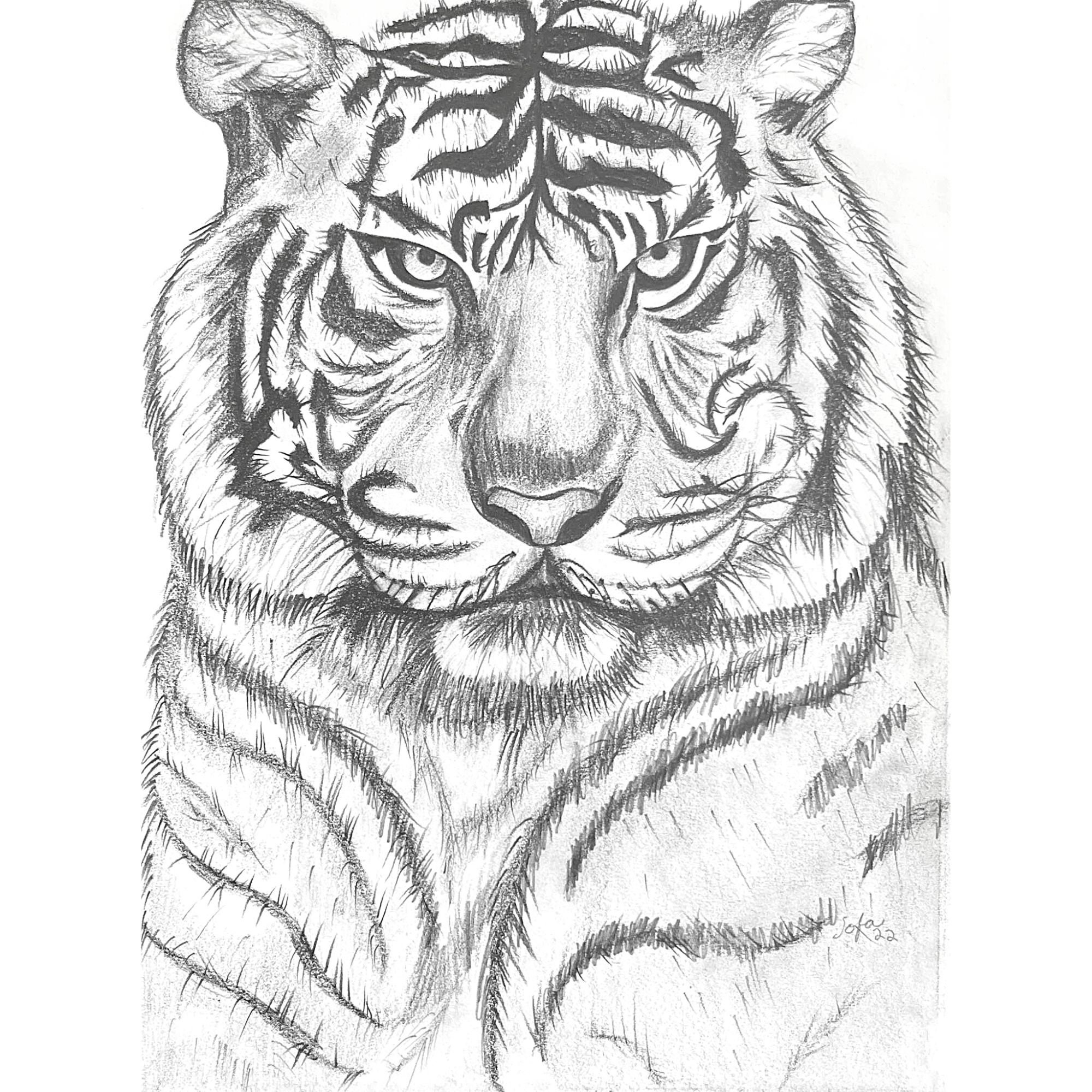 How to draw a tiger - National Animal of India