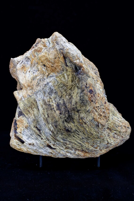Large Petrified Wood, view 2