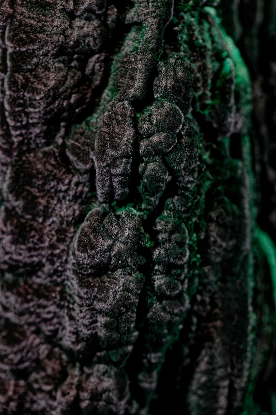 Chatoyant Malachite, view 4