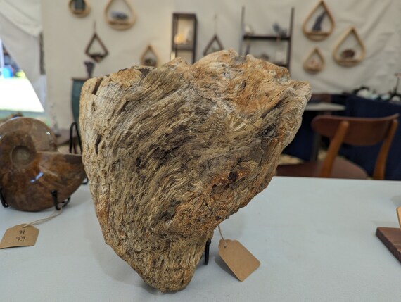 Large Petrified Wood, view 3