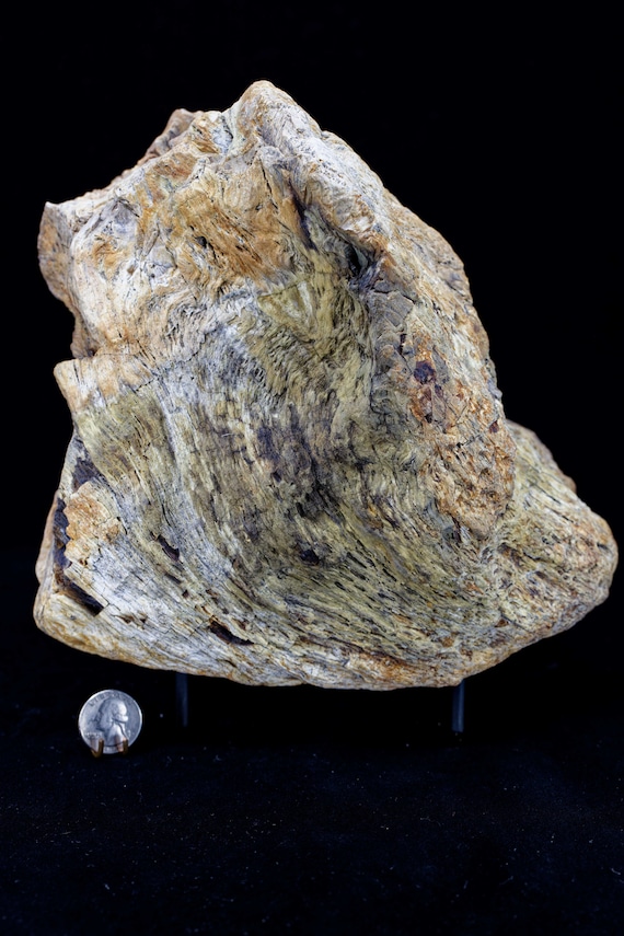 Large Petrified Wood