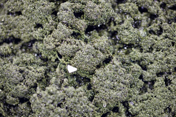 Fairy Forest Epidote, view 3