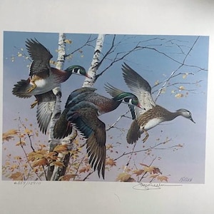 Tirage D'art "Proud Retrieve" De James Killen - Labrador Rapportant Un Canard, Encadré, édition Trout Unlimited 1996