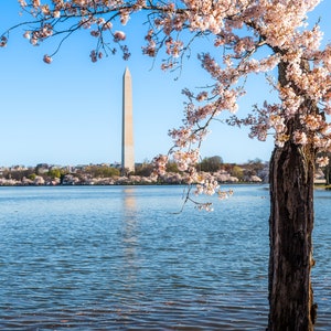 May include: A view of the Washington Monument from across the Tidal Basin in Washington, D.C. The monument is in the distance, and a cherry blossom tree is in the foreground. The water is calm and blue.