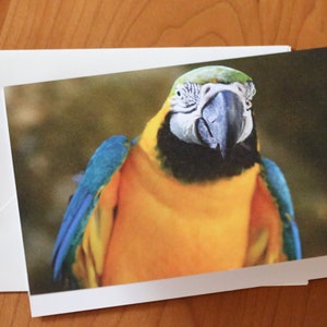 Cartes de correspondance avec photos d'oiseaux, cartes de correspondance pour toutes les occasions, cartes de correspondance avec enveloppes