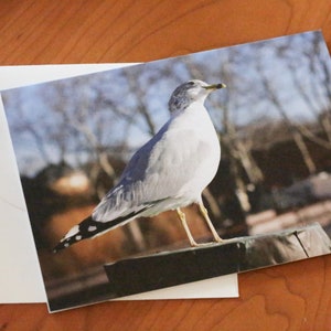 Cartes de voeux oiseaux avec photographies Cartes de correspondance pour toutes les occasions Cartes de correspondance avec enveloppes Cartes de voeux vierges Photographies Cartes de correspondance photo oiseaux