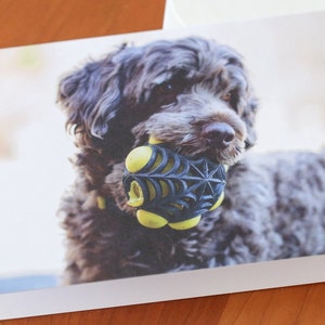 Dog Portrait Greeting Cards Any Occasion Personal Message Note Cards for Any Ocassion Blank Greeting Card Photographs Brown Dog Image