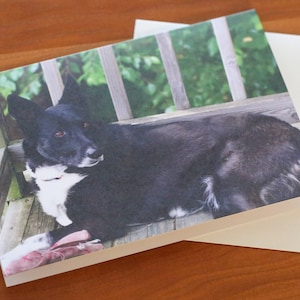 Cartes de voeux avec portrait de chien Cartes de correspondance vierges pour toutes les occasions Cartes de correspondance avec enveloppes Cartes de voeux photographies Cartes de correspondance avec photo de chien