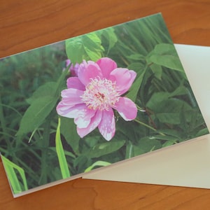 Cartes de voeux florales avec photographies Cartes de correspondance pour toutes les occasions Cartes de correspondance avec enveloppes Cartes de voeux vierges Photographies Cartes de correspondance florales