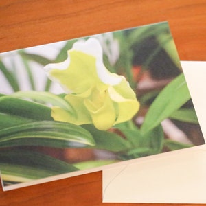 Cartes de voeux florales avec photographies Cartes de correspondance pour toutes les occasions Cartes de correspondance avec enveloppes Cartes de voeux vierges Photographies Cartes de correspondance florales