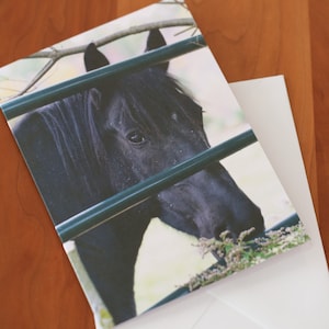 Un portrait de cheval pour toutes les occasions Cartes de correspondance avec enveloppes Cartes de voeux vierges Photographies Chevaux