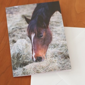 Cartes de portrait de cheval pour toutes les occasions Cartes de correspondance avec enveloppes Cartes de voeux vierges Photographies Chevaux