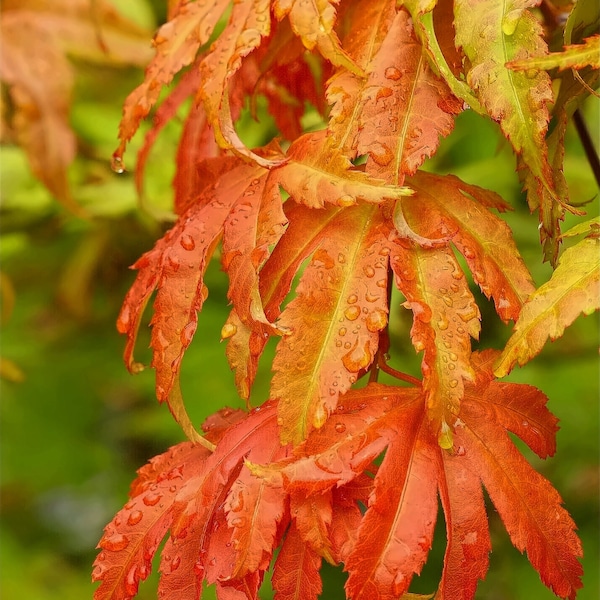 Autumn Moon -Fall Colors - Japanese Maple High Quality Photograph Instant Digital Download