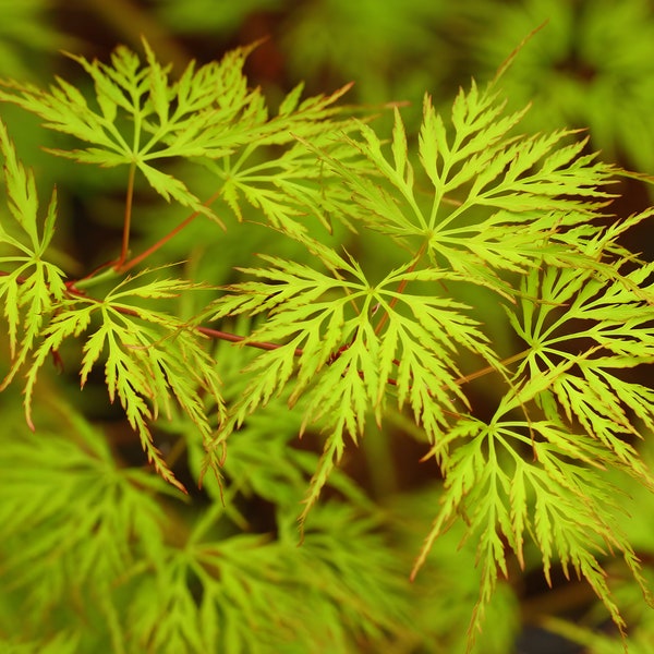 Emerald Lace - Japanese Laceleaf Maple High Quality Photograph Instant Digital Download