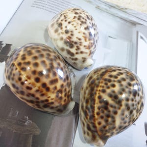 May include: Three smooth, glossy cowrie shells featuring a cream-coloured base with distinct dark brown to black spots. Each shell has an oval, rounded shape with a polished surface that reflects light, showcasing natural patterns and textures.