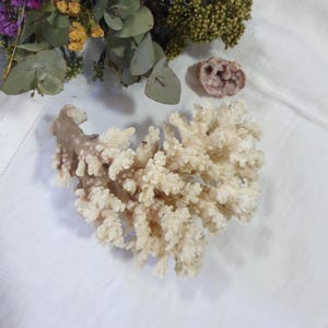 May include: A white coral branch with a light brown hue. The coral is a natural specimen and has a delicate, branching structure.