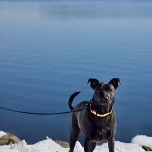 Dog Tracking Long Line, Long Leash (15-50ft): Easy to Clean, Light, Non-absorbent Biothane