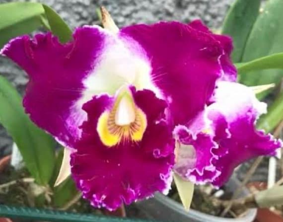 STK Jewel Cattleya Orchid - Not in bloom