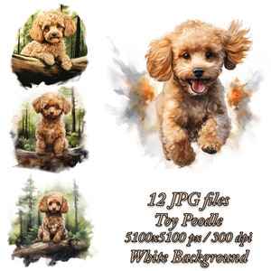 Pacote de clipart de poodle de brinquedo, design de sublimação de cachorro, pacote JPG de clipart de aquarela de poodle de brinquedo, pacote de sublimação de poodle de brinquedo, poodle de brinquedo na floresta