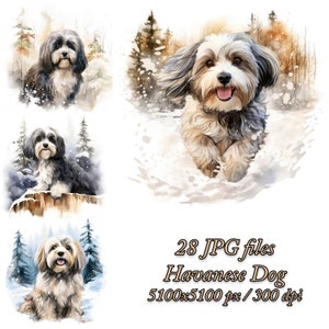 Peut inclure: Un ensemble de 28 images numériques représentant un chien de race havanais dans différentes poses. Le chien est représenté dans un style aquarelle sur un fond d'hiver enneigé. Les images sont de 5100x5100 pixels et 300 dpi.